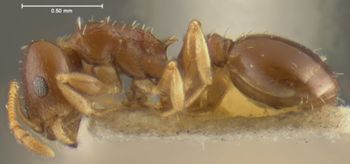 Media type: image;   Entomology 21036 Aspect: habitus lateral view